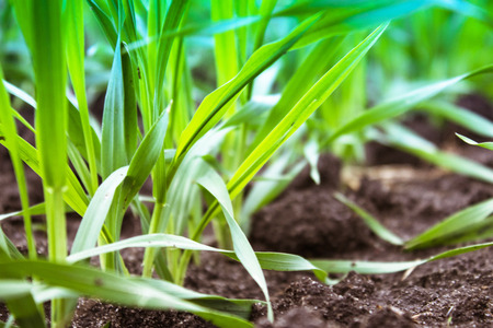 Young seedlings of wheat and barley growing on the field in a row. Close-up.の写真素材