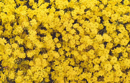 Small yellow flowers bloomed in spring in the garden.