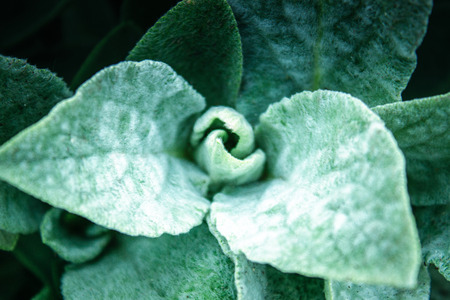 Green fluffy leaves of flowers close up.の写真素材