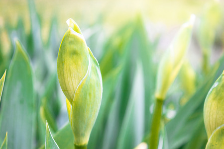 Green leaves and buds of flowers iris close-up.の写真素材
