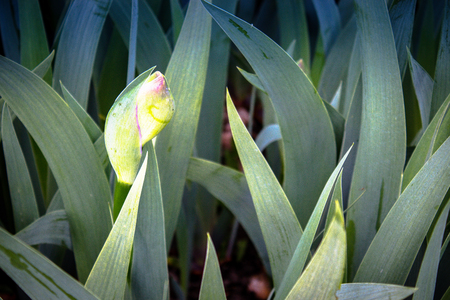 Green leaves and buds of flowers iris close-up.の写真素材
