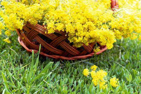 Small yellow flowers in a basket stand on green grass. Close-up.の写真素材