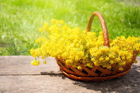 Small yellow flowers in a basket on a wooden table. Close-up.の写真素材