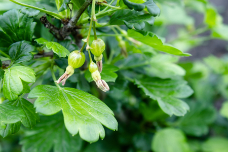 Small berries of green agrus on a branch. Selective focus. Close-up.の写真素材