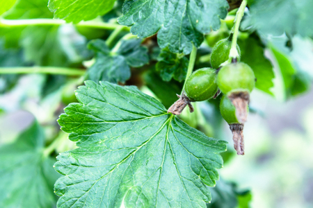 Small green currant berries on a branch. Close-up.の写真素材