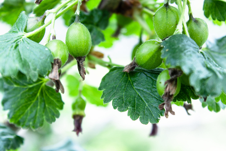 Small green currant berries on a branch. Close-up.の写真素材