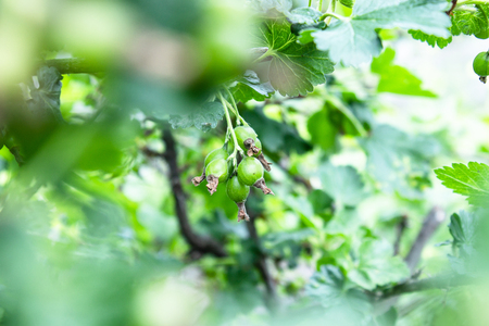 Small berries of green currant on the branch. Selective focus. Close-up.の写真素材