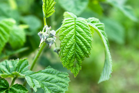 Small buds of raspberry flowers on a branch. Selective focus. Close-up.