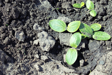 Leaves of young zucchini parostkov. Close-up.の写真素材