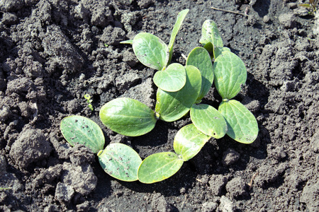Leaves of young zucchini parostkov. Close-up.の写真素材