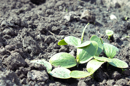 Leaves of young zucchini parostkov. Close-up.の写真素材