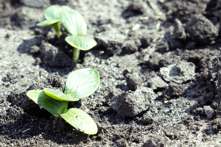Leaves of young zucchini parostkov. Close-up.の写真素材