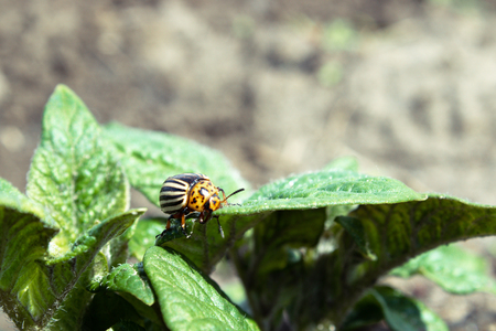 Close-up of the Colorado potato beetle on green young leaves of potatoの写真素材