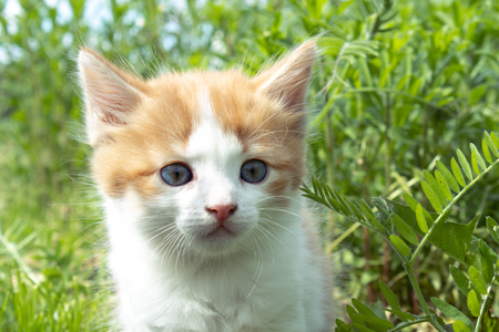 A little red kitten with blue eyes plays in the grass. Close-up. Young kitten in the backyard.の写真素材