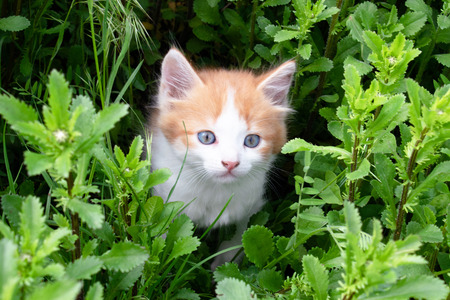 Little red kitten playing in the grass. Young kitten in the backyard.の写真素材