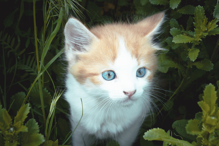 A little red kitten with blue eyes plays in the grass. Close-up. Young kitten in the backyard.の写真素材