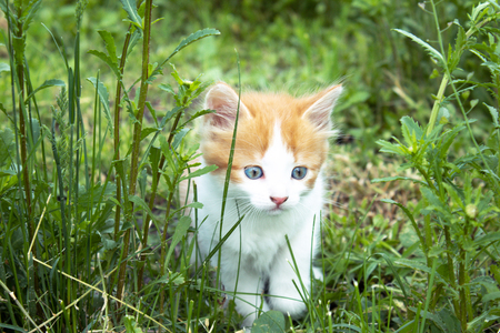 Little red kitten playing in the grass. Young kitten in the backyard.の写真素材