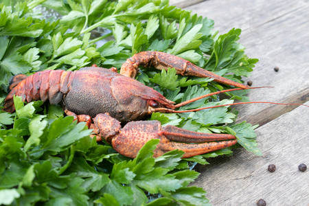 red boiled crayfish with herbs on a plate close-upの写真素材