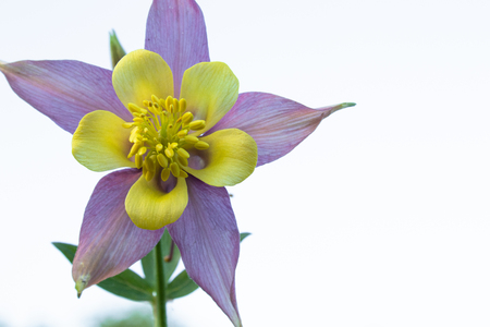 Yellow flower with pink lepistki in the garden. Close-up.の写真素材
