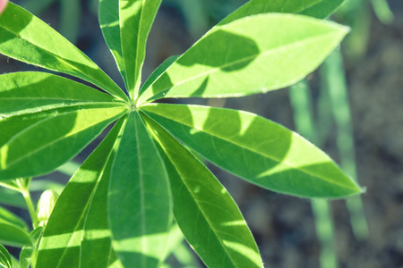 Large green leaves of flowers close up.の写真素材