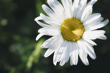One daisy closeup on a green grass background.の写真素材