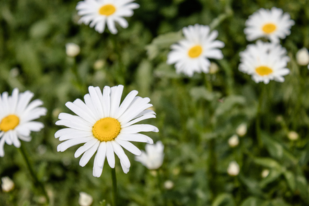 Daisy flower on a green meadow. Selective focus.の写真素材