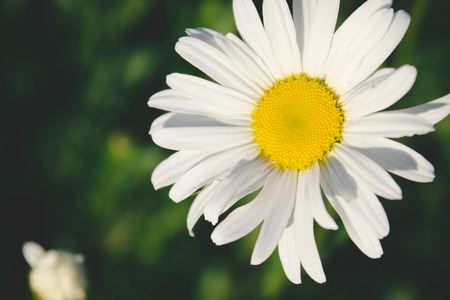 One daisy closeup on a green grass background.の写真素材
