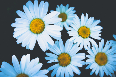 A group of white daisy flowers. Close-up.