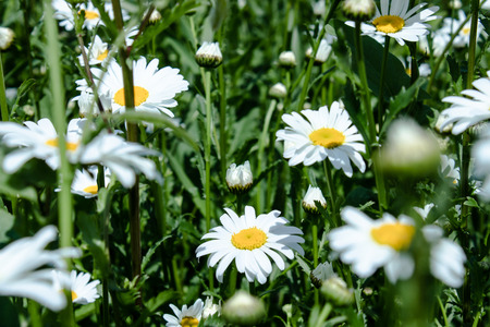 Daisy flower on a green meadow. Selective focus.の写真素材