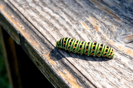 Green caterpillar Machaon crawling on the board. Close-up.の写真素材