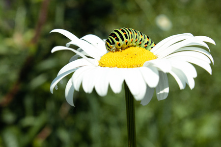 green caterpillar on a white daisy.の写真素材