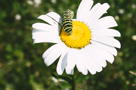 green caterpillar on a white daisy. Close-up.の写真素材