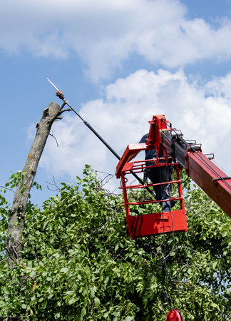 Pruning trees and sawing a man with a chainsaw, a man at high altitude on the platform of a mechanical chairlift between the branches of an old large tree.の写真素材