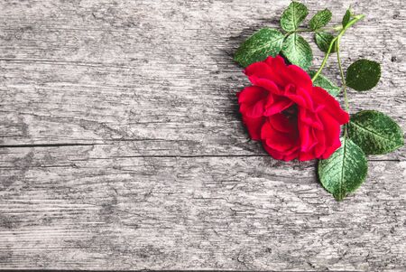 Roses on an old wooden board. Flower frame. Pattern texture for design.の写真素材