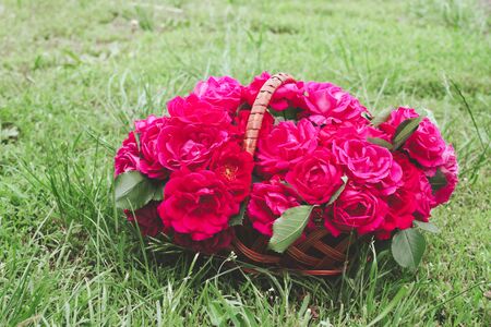 red roses in a basket in the meadow. Close-up.の写真素材