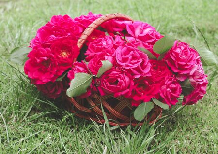 red roses in a basket in the meadow. Close-up.の写真素材
