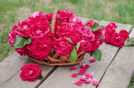 A bouquet of red roses in a basket on a background of green grass. Close-up.の写真素材