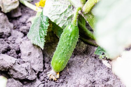 Growing and flowering cucumbers. Growing cucumbers in the garden. Gardeningの写真素材