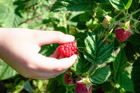 Harvesting red raspberries. A bunch of red raspberries on the bushes near the green leaves. Close-up.の写真素材