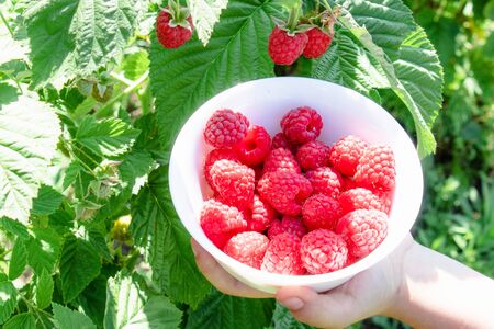 In the hands of a white bowl with delicious ripe juicy raspberries in the open air, closeupの写真素材