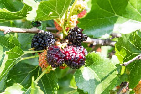 Red purple mulberries on the tree. Fresh mulberry. Ripe mulberries on the branch. Close-up.