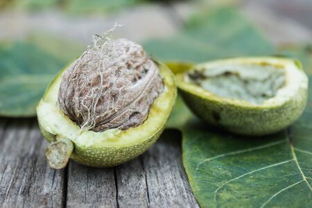 Fresh walnuts in a green shell on an old wooden table. Nuts in green shells. Harvest walnuts.