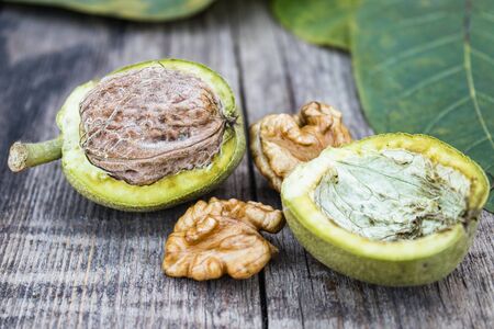 Fresh walnuts in a green shell near the walnut kernel on an old wooden table. Nuts in green shells. Harvest walnuts.の写真素材