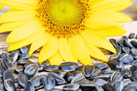 Sunflower seeds near the flower of a sunflower on a wooden background. Close-up.の写真素材
