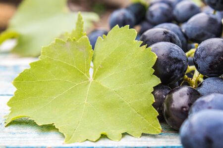 Blue grapes and green leaves on blue old boards. A bunch of grapes on a wooden table. Close-upの写真素材