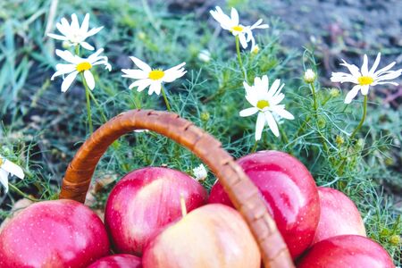 Fresh ripe red apples lie in a wicker basket on green grass against a background of nature. Vitamins and a healthy diet. Vegetarian concept. Close-up.の写真素材