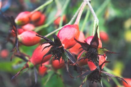 Twig with rose hips on a background of green leaves. Ripe rose hips.