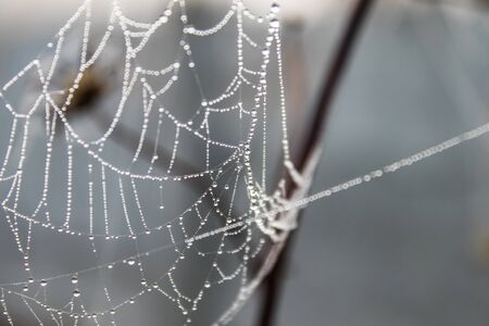 Spider web with drops of water. Close-up.の写真素材