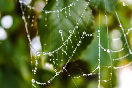 Spider web with drops of water on a background of green leaves. Close-up.の写真素材