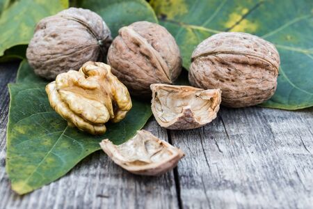 Walnut kernels and whole walnuts lie next to green leaves on a rustic old wooden table. Harvest walnuts.の写真素材